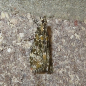 Scoparia gethosyna at Namadgi National Park - 20 Nov 2023 01:50 PM