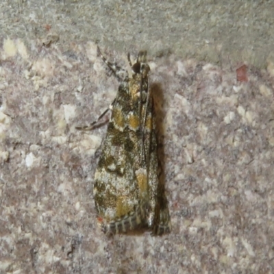 Scoparia gethosyna (A Crambid moth (Scopariini)) at Namadgi National Park - 20 Nov 2023 by Christine