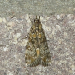 Scoparia gethosyna at Namadgi National Park - 20 Nov 2023 01:50 PM