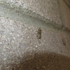 Scoparia gethosyna at Namadgi National Park - 20 Nov 2023 01:50 PM