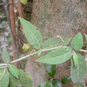 Solanum celatum at Yerriyong, NSW - 20 Nov 2023