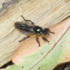 Laphria rufifemorata (Yellow-legged Blue Robber Fly) at Namadgi National Park - 20 Nov 2023 by Christine