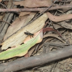 Laphria rufifemorata at Namadgi National Park - 20 Nov 2023 01:16 PM