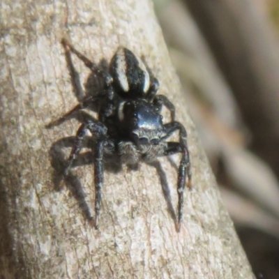 Jotus auripes (Jumping spider) at Cotter River, ACT - 20 Nov 2023 by Christine