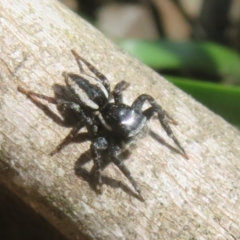 Jotus auripes at Namadgi National Park - 20 Nov 2023