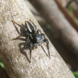 Jotus auripes at Namadgi National Park - 20 Nov 2023 01:40 PM