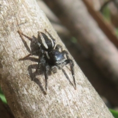 Jotus auripes at Namadgi National Park - 20 Nov 2023