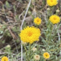 Rutidosis leptorhynchoides (Button Wrinklewort) at QPRC LGA - 20 Nov 2023 by Wandiyali