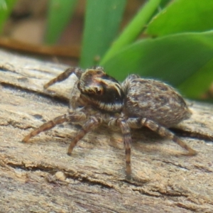 Salticidae (family) at Lower Cotter Catchment - 20 Nov 2023