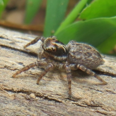 Maratus griseus (Jumping spider) at Lower Cotter Catchment - 20 Nov 2023 by Christine