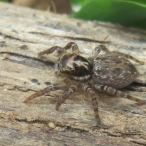 Salticidae (family) at Lower Cotter Catchment - 20 Nov 2023