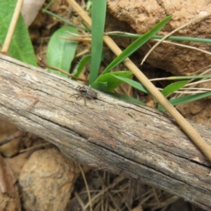 Hypoblemum griseum at Lower Cotter Catchment - 20 Nov 2023