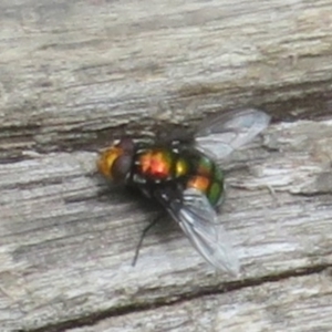 Rutilia (Ameniamima) sp. (genus & subgenus) at Namadgi National Park - 20 Nov 2023 11:51 AM