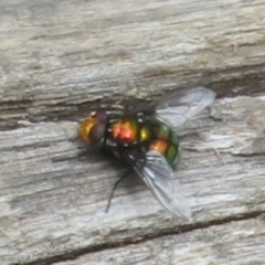 Rutilia (Ameniamima) sp. (genus & subgenus) (A Bristle fly) at Namadgi National Park - 20 Nov 2023 by Christine