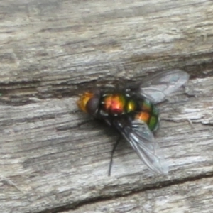 Rutilia (Ameniamima) sp. (genus & subgenus) at Namadgi National Park - 20 Nov 2023 11:51 AM