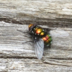 Rutilia (Ameniamima) sp. (genus & subgenus) at Namadgi National Park - 20 Nov 2023 11:51 AM