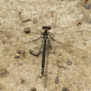 Austroargiolestes calcaris at Namadgi National Park - 20 Nov 2023 11:53 AM