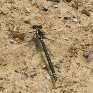 Austroargiolestes calcaris at Namadgi National Park - 20 Nov 2023 11:53 AM