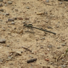 Austroargiolestes calcaris at Namadgi National Park - 20 Nov 2023