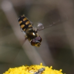 Melangyna viridiceps (Hover fly) at Namadgi National Park - 18 Nov 2023 by jmcleod