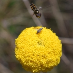 Melangyna viridiceps at Namadgi National Park - 19 Nov 2023