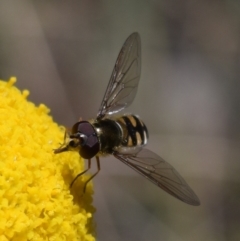 Melangyna viridiceps at Namadgi National Park - 19 Nov 2023