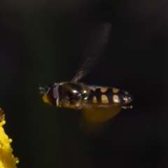 Melangyna viridiceps at Namadgi National Park - 19 Nov 2023