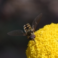 Melangyna viridiceps at Namadgi National Park - 19 Nov 2023