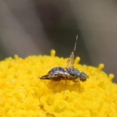 Austrotephritis poenia (Australian Fruit Fly) at Namadgi National Park - 18 Nov 2023 by jmcleod