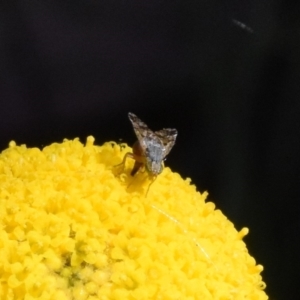 Austrotephritis poenia at Namadgi National Park - 19 Nov 2023