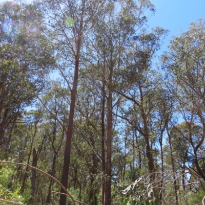 Eucalyptus fastigata (Brown Barrel) at QPRC LGA - 18 Nov 2023 by MatthewFrawley