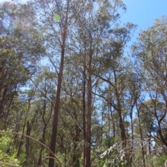 Eucalyptus fastigata (Brown Barrel) at Tallaganda State Forest - 17 Nov 2023 by MatthewFrawley