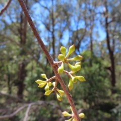 Eucalyptus fastigata at Tallaganda State Forest - 18 Nov 2023 10:59 AM