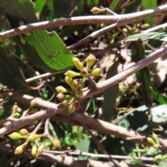 Eucalyptus fastigata at Tallaganda State Forest - 18 Nov 2023