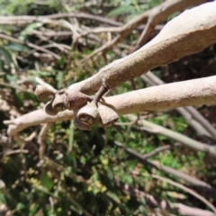 Eucalyptus fastigata at Tallaganda State Forest - 18 Nov 2023