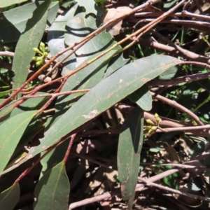 Eucalyptus fastigata at Tallaganda State Forest - 18 Nov 2023