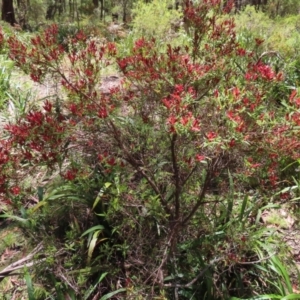 Leucopogon affinis at Tallaganda State Forest - 18 Nov 2023 12:13 PM