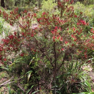 Leucopogon affinis (Lance Beard-heath) at Tallaganda State Forest - 18 Nov 2023 by MatthewFrawley