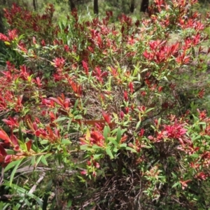 Leucopogon affinis at Tallaganda State Forest - 18 Nov 2023