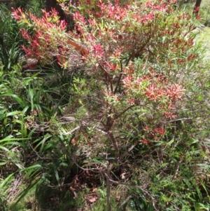 Leucopogon affinis at Tallaganda State Forest - 18 Nov 2023 12:13 PM