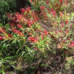 Leucopogon affinis at Tallaganda State Forest - 18 Nov 2023 12:13 PM