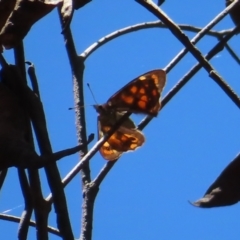 Argynnina cyrila (Forest brown, Cyril's brown) at Tallaganda State Forest - 18 Nov 2023 by MatthewFrawley