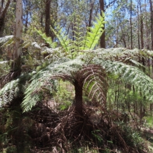 Cyathea australis subsp. australis at Tallaganda State Forest - suppressed