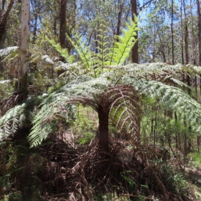 Cyathea australis subsp. australis (Rough Tree Fern) at Tallaganda State Forest - 18 Nov 2023 by MatthewFrawley