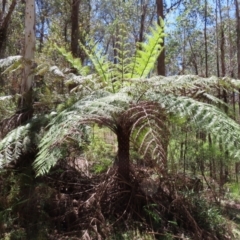 Cyathea australis subsp. australis (Rough Tree Fern) at Harolds Cross, NSW - 18 Nov 2023 by MatthewFrawley