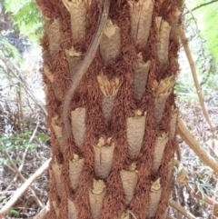 Cyathea australis subsp. australis at Tallaganda State Forest - 18 Nov 2023