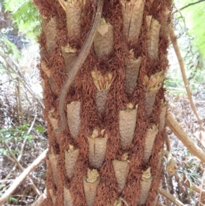 Cyathea australis subsp. australis at Tallaganda State Forest - suppressed