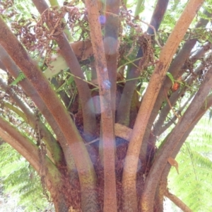 Cyathea australis subsp. australis at Tallaganda State Forest - suppressed