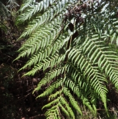 Cyathea australis subsp. australis at Tallaganda State Forest - suppressed