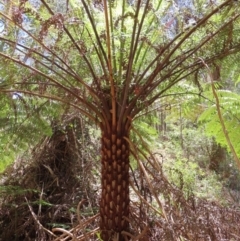 Cyathea australis subsp. australis at Tallaganda State Forest - 18 Nov 2023